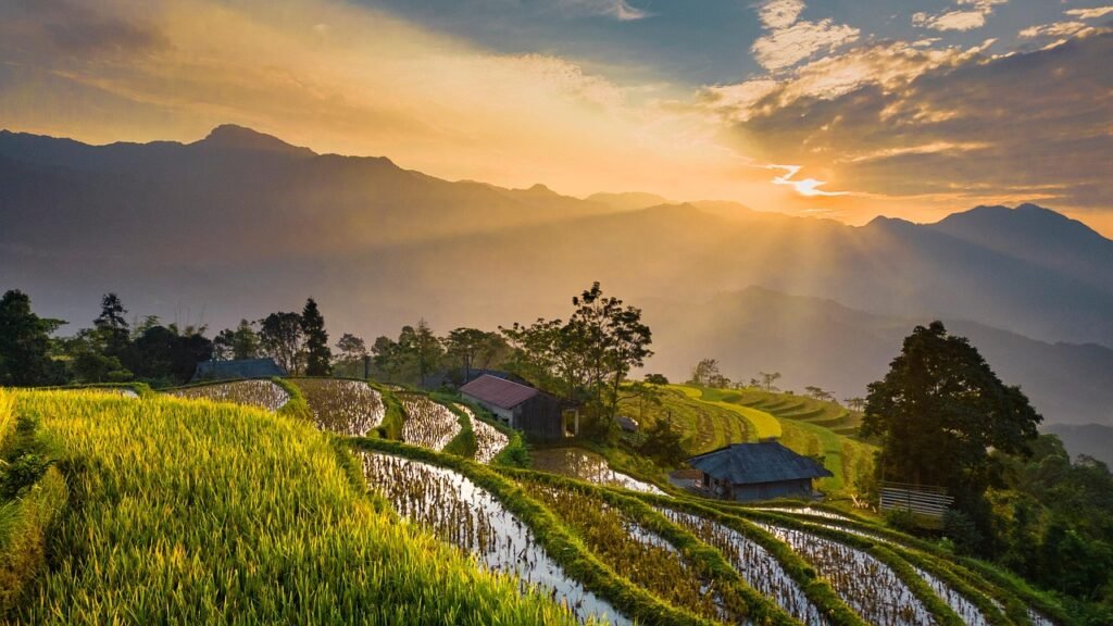 field, nature, sunlight
